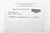 Sphaeria incrustans image
